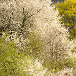 Hecke im Frühling