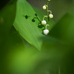 Maiglöckchen (Convallaria majalis)