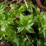 Echtes Rosenmoos (Rhodobryum roseum)