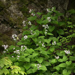 Ausdauerndes Silberblatt (Lunaria rediviva)