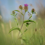 Perücken-Flockenblume (Centaurea pseudophrygia)