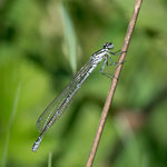 Gemeine Winterlibelle (Sympecma fusca)