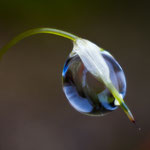 Echtes Drehmoos (Funaria hygrometrica), Sporenkapsel mit Wassertropfen