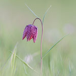 Schachbrettblume (Fritillaria meleagris)