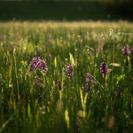 Feuchtwiese mit Dactylorhiza majalis und Kleinseggenbestand