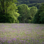 Storchenschnabel-Wiese (Geranium sylvaticum), Schwarze Berge