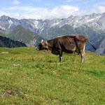 Alpe Bovarina 2008 m