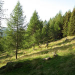 Sul sentiero per l'Alp de Cascinarsa