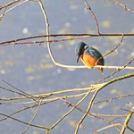 Eisvogel (Foto: Hartwig Helmerichs, Canon EOS 500D, Canon EF 70-200mm f/4L IS, 200 mm - f 6,3 - 1/500 - ISO 400 OEV 