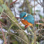 Eisvogel (Foto: Hartwig Helmerichs, Canon EOS 500D, Canon EF 70-200mm, f/4L IS, f5 1/320 ISO 400 OEV)