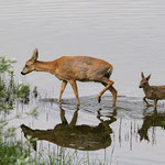 Ricke mit Kitz (Foto: Hartwig Helmerichs, Canon EOS 500D, Sigma DG 120-400mm 1:4,5-5,6 APO HSM, 352 mm - f 11,0 - 1/1000 - ISO 3200 OEV 