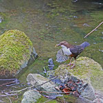 Wasseramsel (Foto: Hartwig Helmerichs, Canon EOS 500D, Canon EF 70-200mm f/4L IS, 200 mm - f 4,0 - 1/160 - ISO 200 OEV 