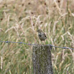 Wiesenpieper (Foto: Hartwig Helmerichs, Canon EOS 500D, Canon EF 70-200mm f/4L IS, 200 mm - f 7,1 - 1/800 - ISO 400 OEV 