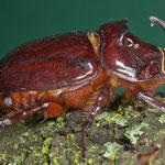 Nashornkäfer (Oryctes Nasicornis)