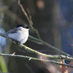 Sumpfmeise (Foto: Hartwig Helmerichs, Canon EOS 500D, Canon EF 70-200mm f/4L IS, 200 mm - f 6,3 - 1/400 - ISO 400 OEV 