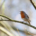 Rotkehlchen (Foto: Hartwig Helmerichs, Canon EOS 500D, Sigma DG 120-400mm 1:4,5-5,6 APO HSM, 352 mm - f 5,6 - 1/250 - ISO 200 OEV 