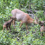 Ricke mit Zwillingen (Foto: Hartwig Helmerichs, Canon EOS 500D, Sigma DG 120-400mm 1:4,5-5,6 APO HSM, 400 mm - f 5,6 - 1/250 - ISO 800 OEV 