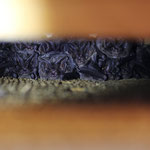 Mopsfledermauswochenstube (Barbastella barbastellus) in einem Fledermauskasten