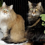 Galileo 8 Jahre und 4 Monate akt mit Penelope (Norw.Waldk.) 5 Jahre und 3 Monate alt