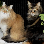 Penelope 5 Jahre und 3 Monate alt mit Coonie Galileo 8 Jahre und 9 Monate alt