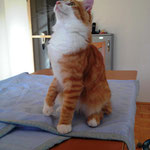 Tomcat 6,5 Monate alt