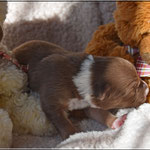 Hündin 1