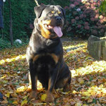 Dixi vom Wachberg