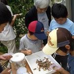 標本に使う水生生物の品定め中２