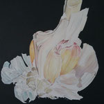 "Garlic" / Öl / 50x40 cm / 2019 /----CHF 1'700----