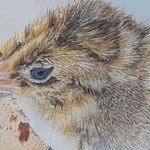 Detail vom "Wachtel"