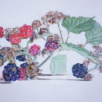 Brombeeren / Öl / 40 x 50 / 2025 /----CHF1'700---- 