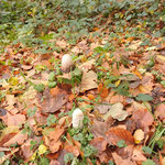 Herbstmorcheln? Ich bin kein Pilzkenner - Foto Eliane Pedal