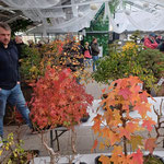 Bonsai - Bäume im Topf - Foto Eliane Pedal
