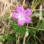 Blutroter Storchschnabel