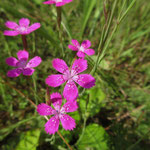 Blume des Jahres 2012: Die Heide-Nelke (Dianthus deltoides)