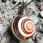 Schnirgelschnecke, ein Motiv, das nicht wegläuft - Foto Helga Blender