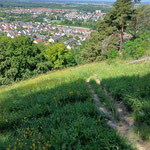 Schmale Pde zum Biotop