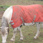 Lilli Ende 2011- der Fohlenbauch ist schon zu sehen-