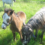 Schwestern Beauty 2010 und Butterblume 2011