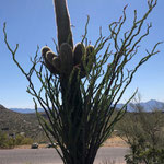 ein Saguaro Kaktus (im Hintergrund), wie er hier so häufig wächst, als ob er ein Baum wäre