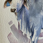 Young brahman 22x11cm watercolour on paper SOLD