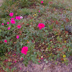Floribundarose 'Karl Höchst'