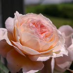 A Shropshire Lad, Engl. Rose, (Austin 1996 - 'Ausled') kräftiger Wuchs, auch als Kletter- und Schnittrose, glänzendes Laub, fast stachellos, starker, fruchtiger Teerosenduft