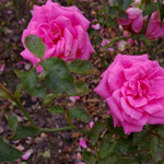 'Rosenprinzessin Evi'