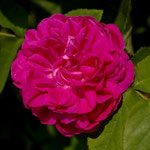 Rose de Resht, öfterblühend; stark gefüllte, eher kleine bis mittelgroße, regenfeste Pompon-Blüten, purpurrot; reiner, starker Damaszenerrosenduft; Pflanze spät austreibend und doch schon ab Ende Mai blühend, ca. 1,0m, serh frosthart,