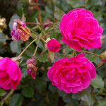 Kleinstrauchrose 'Derdinger Sommer'