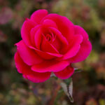 'Kronprinzessin Viktoria'