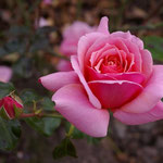'Steffi Graf'