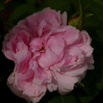 Jacques Cartier, (Rosa Damascena) mit leuchtend grünem Laub. Oft unter dem Synonym 'Marquesa Bochella' gehandelt. Rosafarbene, dicht gefüllte Blüten mit knopfförmigem Zentrum und ausgezeichnetem Duft. Blütezeit ab Juni mit Nachblüten bis in den Herbst. Gu