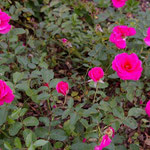 Floribundarose 'Karl Höchst'